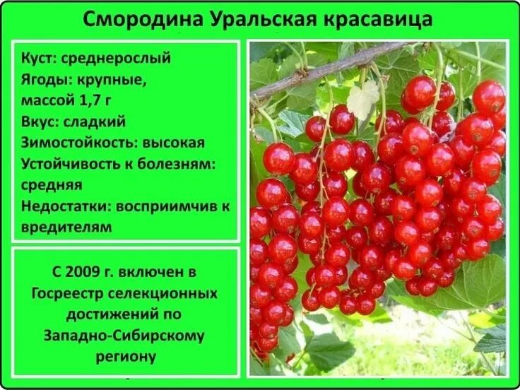 Какой размер смородины. Смородина уральская красавица описание. красная смородина уральская красавица описание. смородина красная уральский сувенир. сорт красной смородины уральская красавица.
