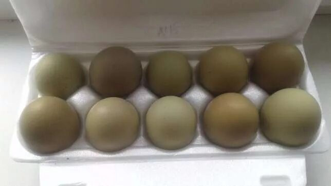 Доминант золотой GS 902 инкубационное яйцо. Цвет инкубационного яйца Доминанта ГС 300. Доминанты 902 цвет инкубационного яйца. Чешский Доминант gs902 цвет яйца. Доминант несет зеленые яйца