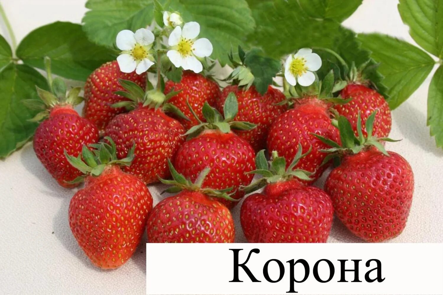 Земляника садовая корона. Земляника садовая корона. Земляника садовая корона. Клубника эльсанта. Клубника сорт корона.