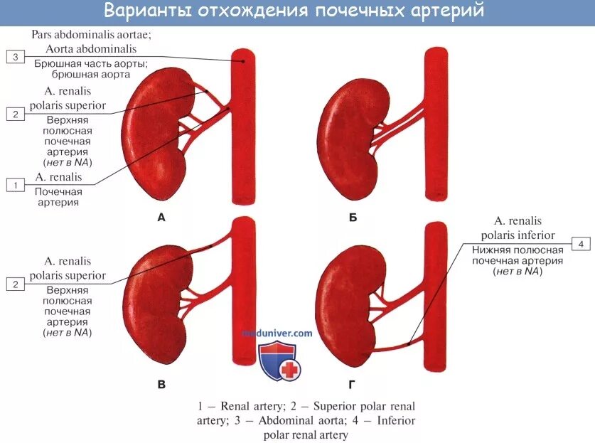 Варианты расположения элементов почечной ножки Анатомия: Строение почек (почки). Кровоснабжение почек. Сосуды почек (почки)
