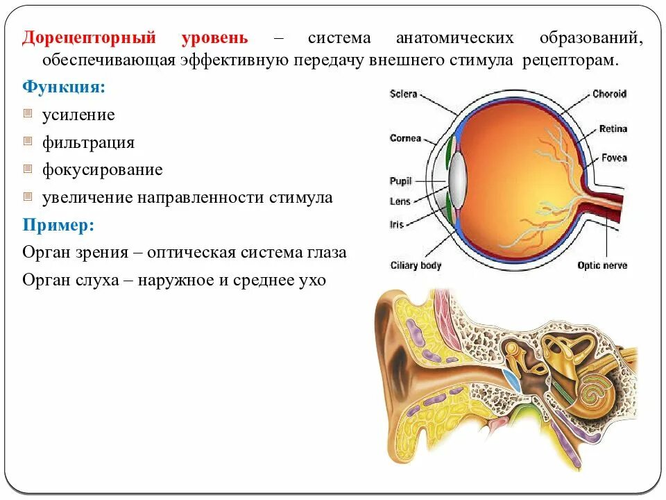 5 органов чувств человека. Системы зрения и слуха. Патология органов слуха. Строение орган слуха и зрения человека. Схема зрительного и слухового анализаторов.