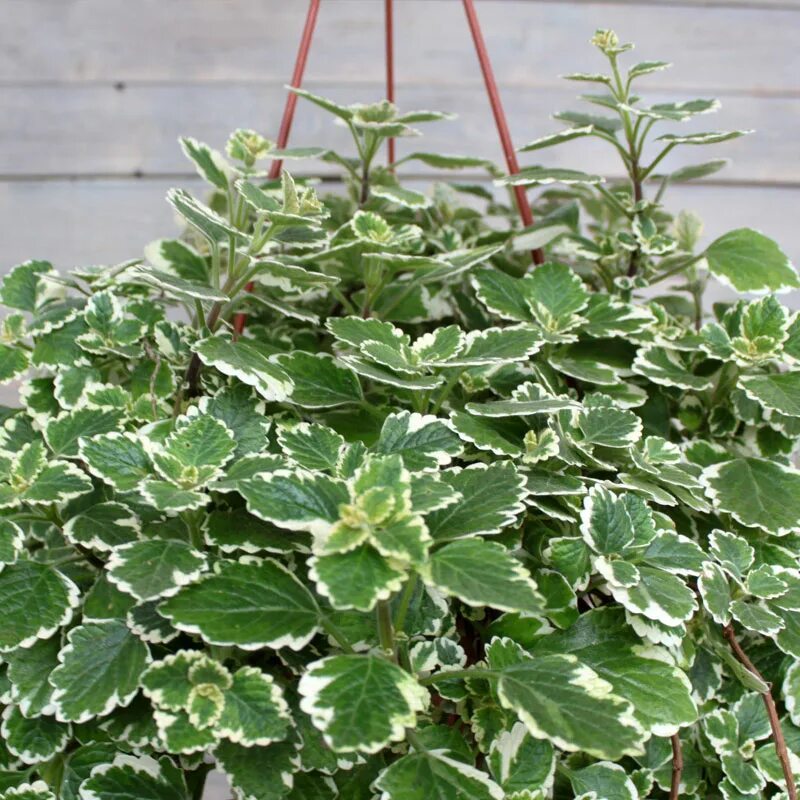 Плектрантус фото уход в домашних Plectranthus: Not Exactly a Household Word Ivy plants, House plants hanging, Pla