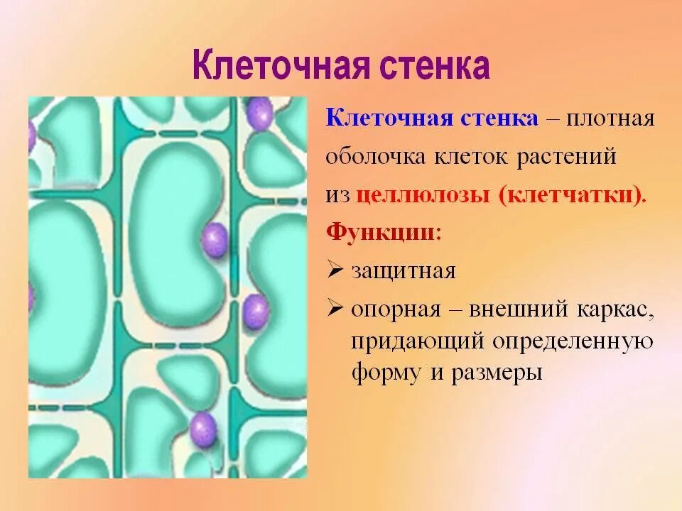 Какую клеточную структуру. Оболочка клеточная стенка клетка растений. Клетка биология строение клеточная стенка. Строение целлюлозной клеточной стенки. Клеточная стенка растительной клетки строение и функции.