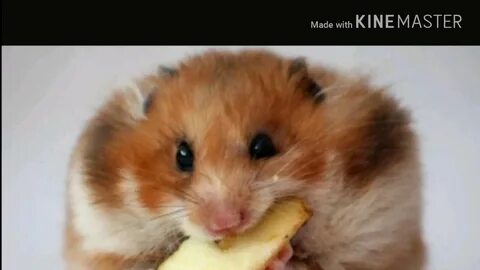 Какой вы хомяк с большими глазами