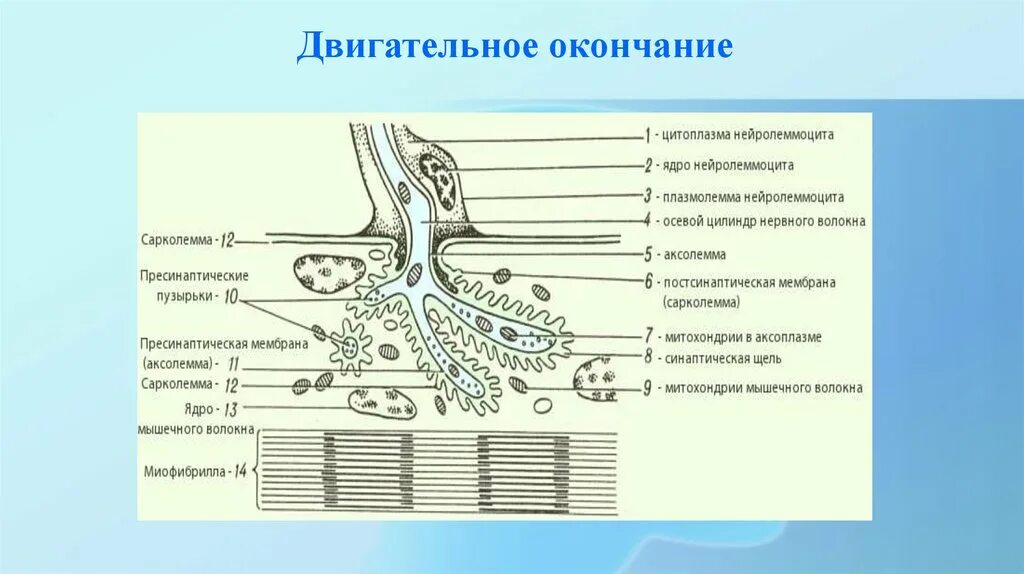 Пресинаптические нервные окончания. Пресинаптическая мембрана. Аксолемма. Окончания двигательных нервных волокон. Мембрана мышечного волокна