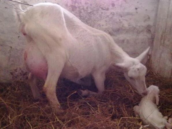 Зааненские козы. Первая беременность козы. Период беременности у коз.