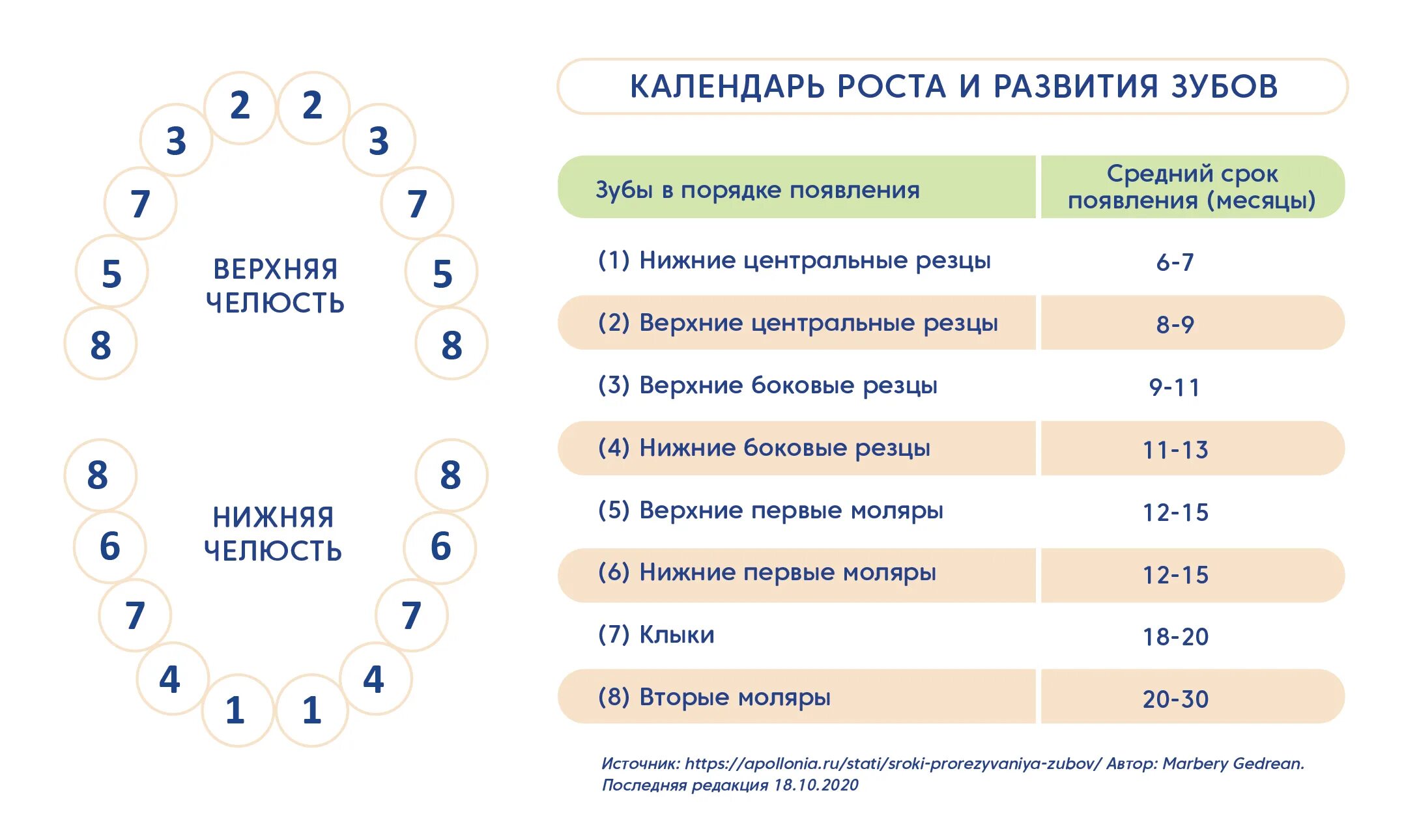 До скольки лет вылезают зубы. Зубы малыша схема прорезывания.
