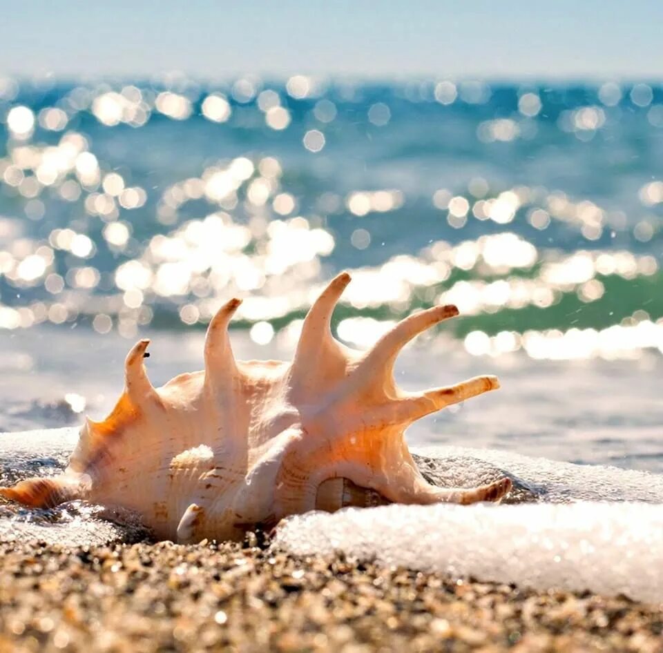 Пляж на рабочий стол. Море песчаный пляж. Море солнце песок. Песочный пляж. Морская звезда на пляже.