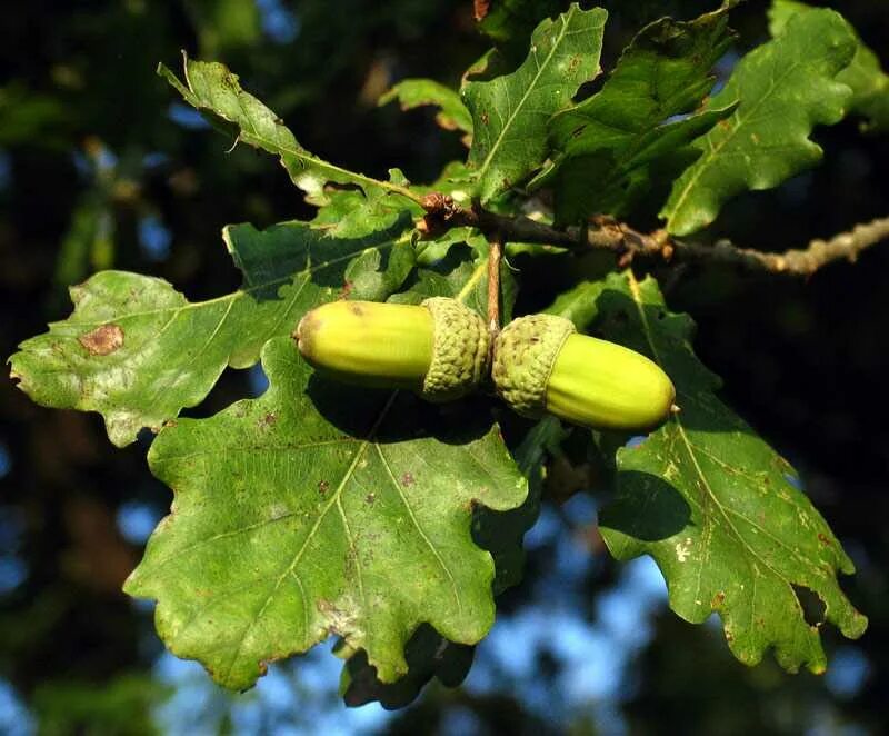 Дерево дуб черешчатый. Дуб черешчатый (quercus robur). дуб черешчатый(quercus robur) ареал. дуб черешчатый (обыкновенный) - quercus robur. дуб черешчатый (quercus robur l.).