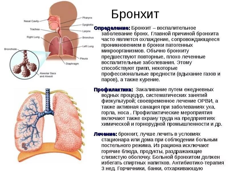 Заболевание сопровождающееся кашлем. Симптомы поражения бронхов при остром бронхите. Дыхательная система при остром бронхите.