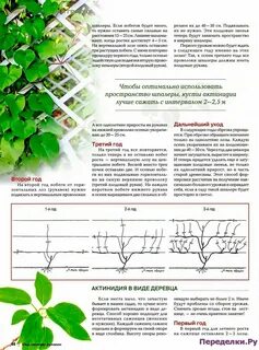 Обрезка актинидии осенью для новичков
