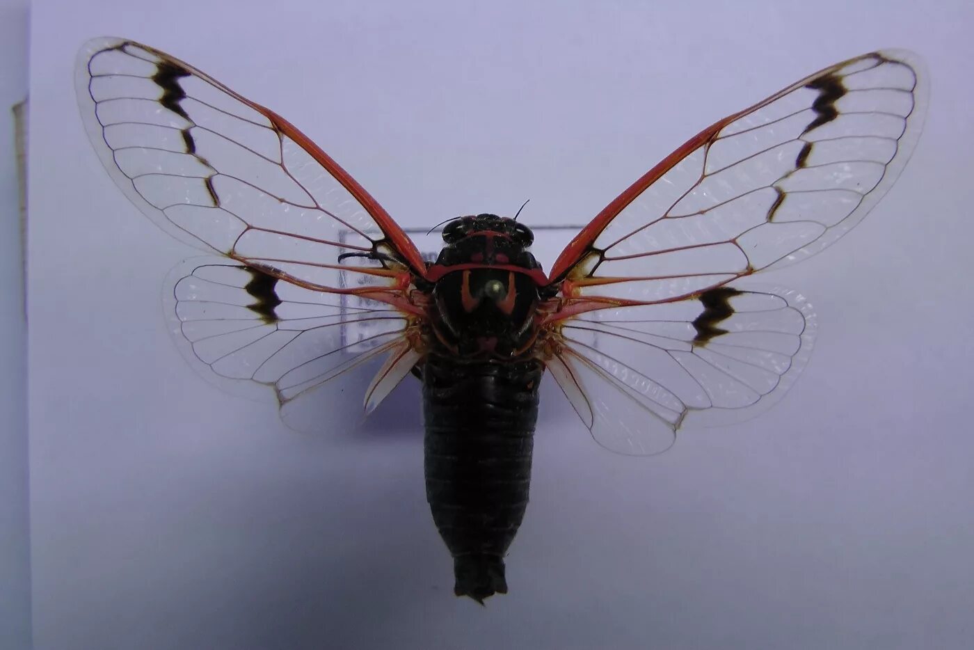 Строение крыльев цикады. Отряд равнокрылые хоботные. Яблонная медяница имаго. Крылья равнокрылых. Внешнее строение равнокрылых насекомых.