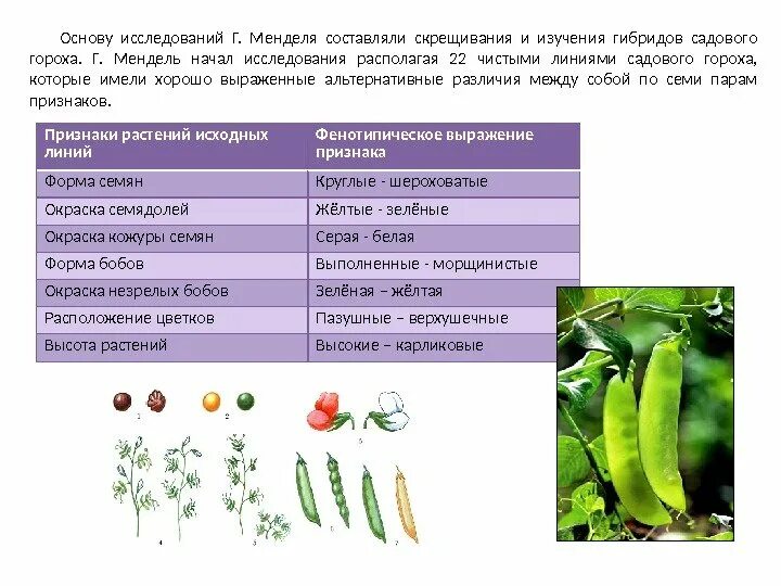 Пазушное расположение цветков у гороха. Семена гороха наследственные признаки. Ненаследственные признаки тыквы обыкновенной. Наследственные признаки фасоли обыкновенной. Горох посевной семена наследственные признаки.