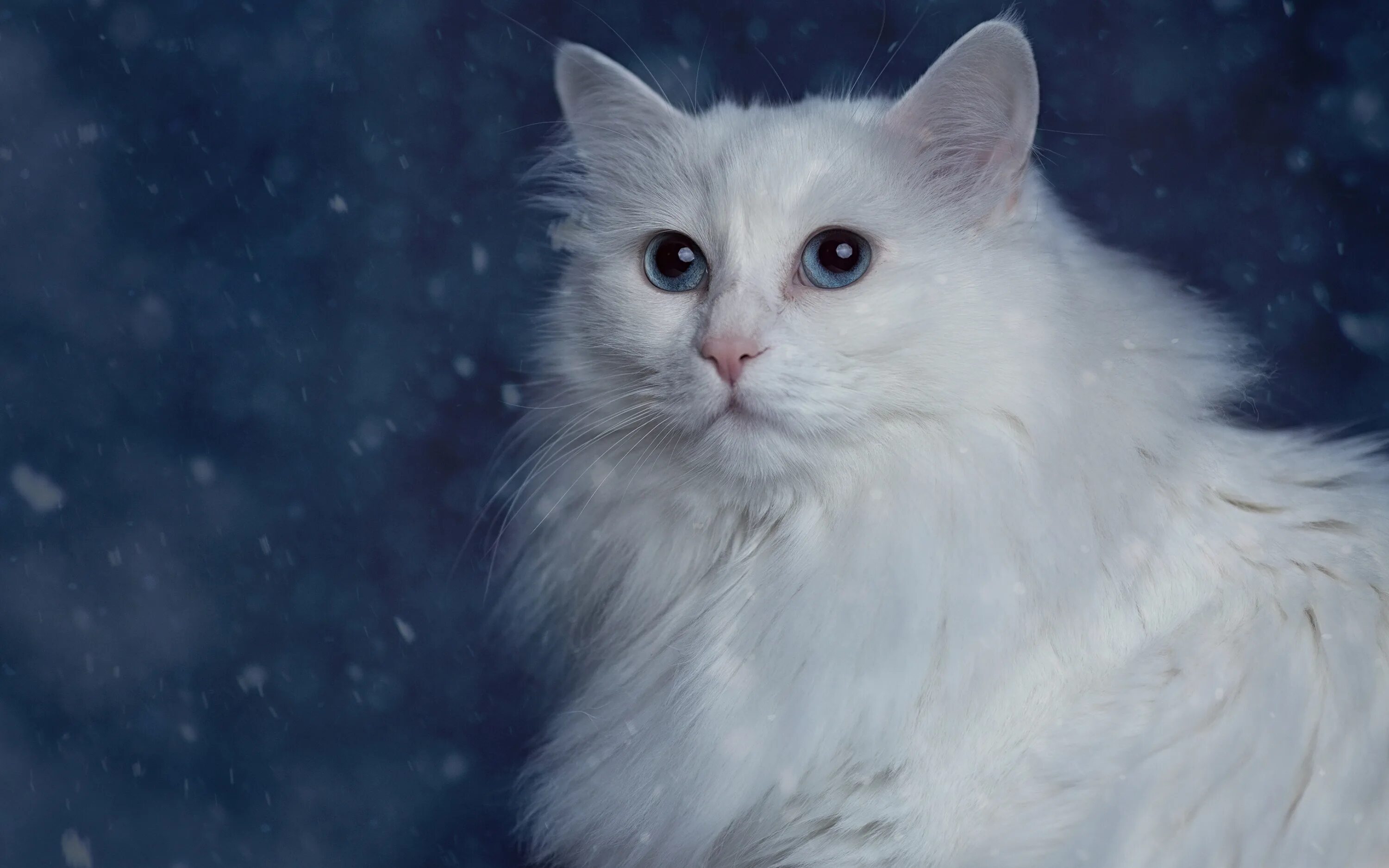 Серая ангора. Ангорская кошка. Сибирская ангорская кошка. Турецкая ангора кошка. Сибирская ангорская кошка белая.