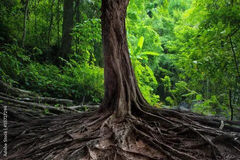 Tree legged