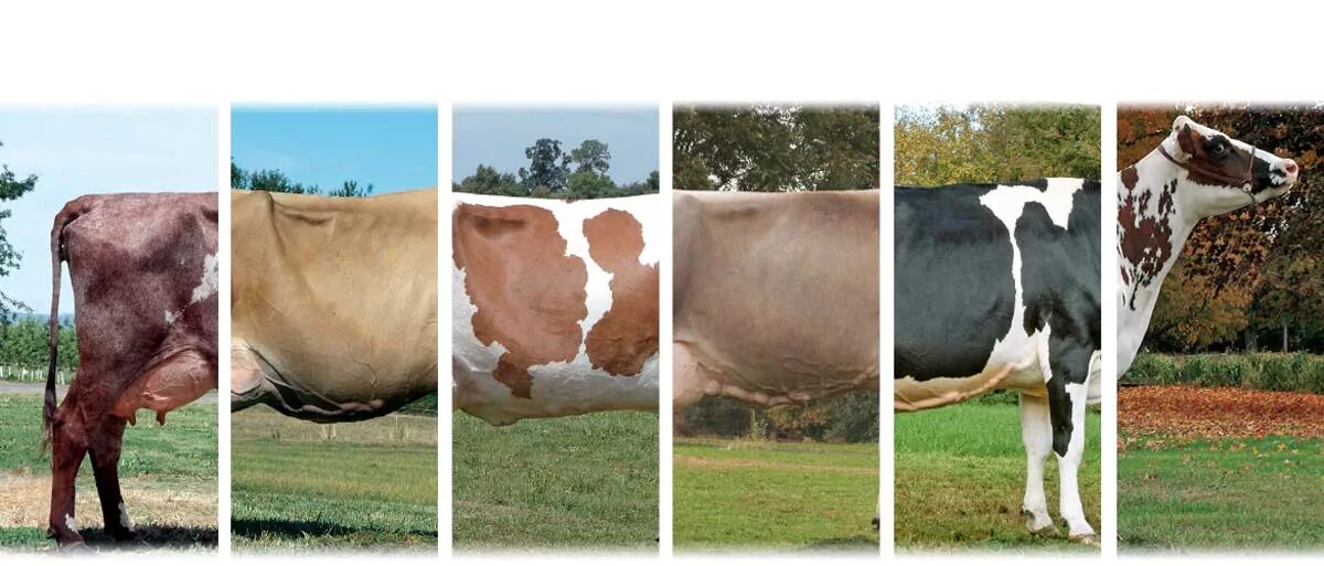 Коров микробы в рубце. Покажи молочных коров. Разновидности крупнорогатого скота. Бактерии с коровой. Сколько человек корова