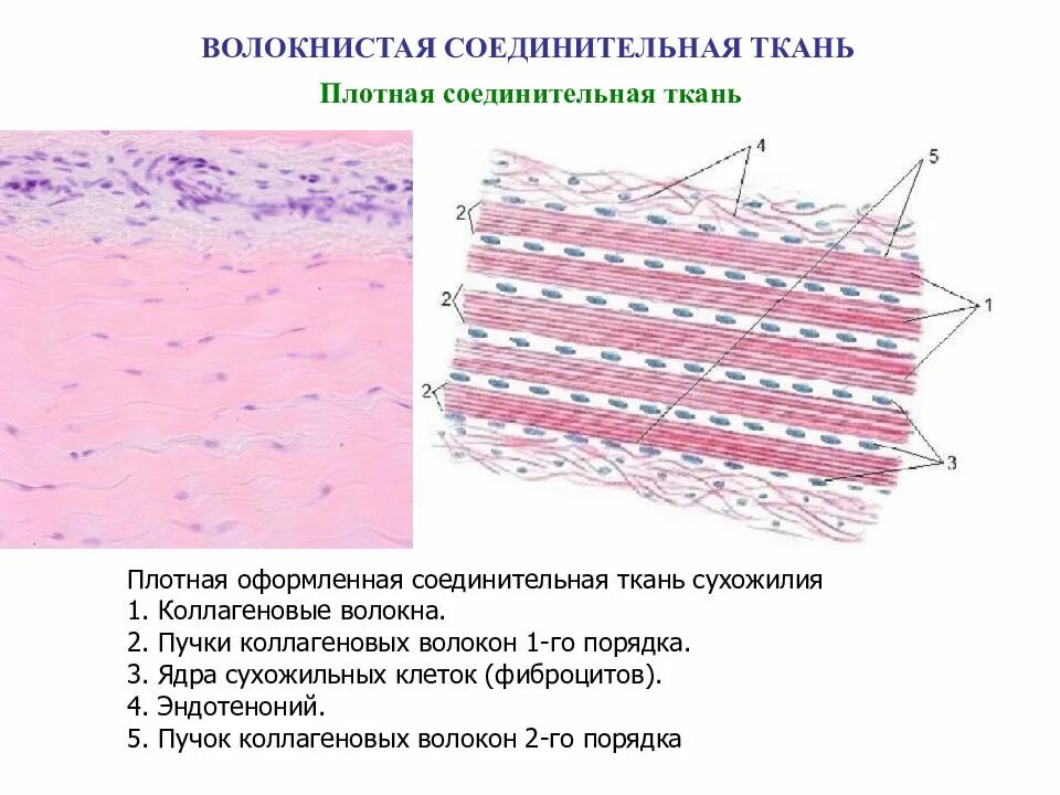 Плотная соединительная ткань строение. Плотная волокнистая оформленная соединительная ткань гистология. строение плотной оформленной волокнистой соединительной ткани. плотная волокнистая неоформленная соединительная ткань препарат. плотная волокнистая соединительная ткань гистология.