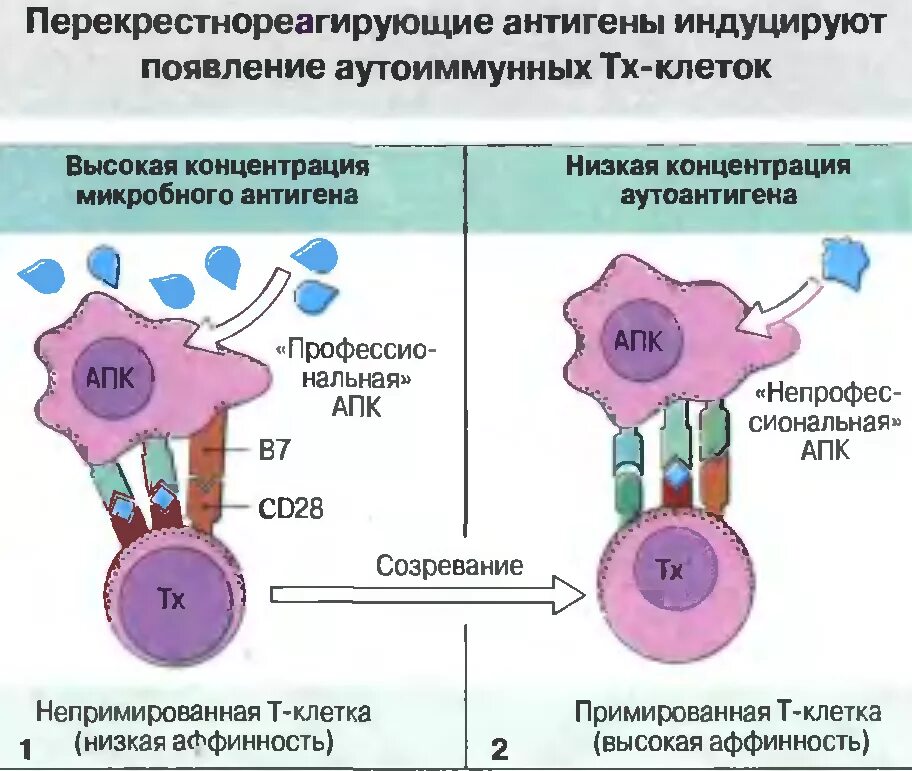 Клеточные антигены. Перекрестно реагирующие антигены иммунология. Перекрестно реагирующий антиген схема. Перекрестное реагирование антигенов и антител это. Перекрестнорепгирующие антигены бактерий.