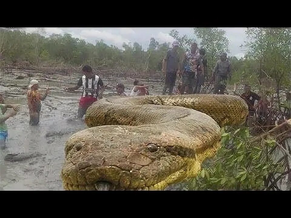 Большая змея в мире за всю историю. Река Амазонка змея Анаконда. Анаконда змея Тайланд.