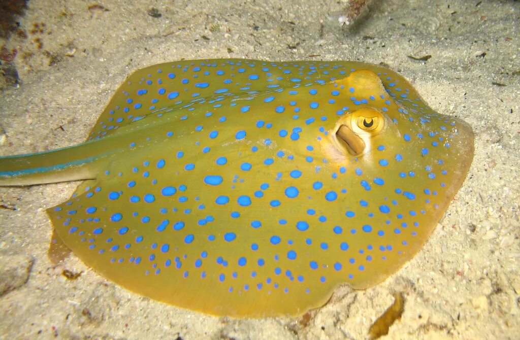 Скат фиш. Manta ray скат. Ромботелые скаты. Скат тэниура-лимма. Скат фиш.