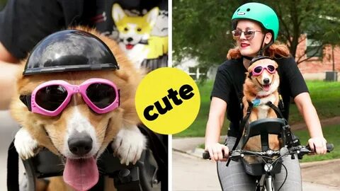Ride pet