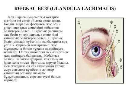 Сексуалдық порно эротикалық суреттер