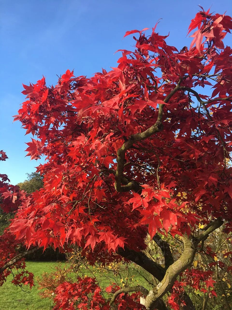 Red plant. Ред Аутумн. Клён красный Сербия. Дерево с красными листьями. Декоративные деревья с красными листьями.