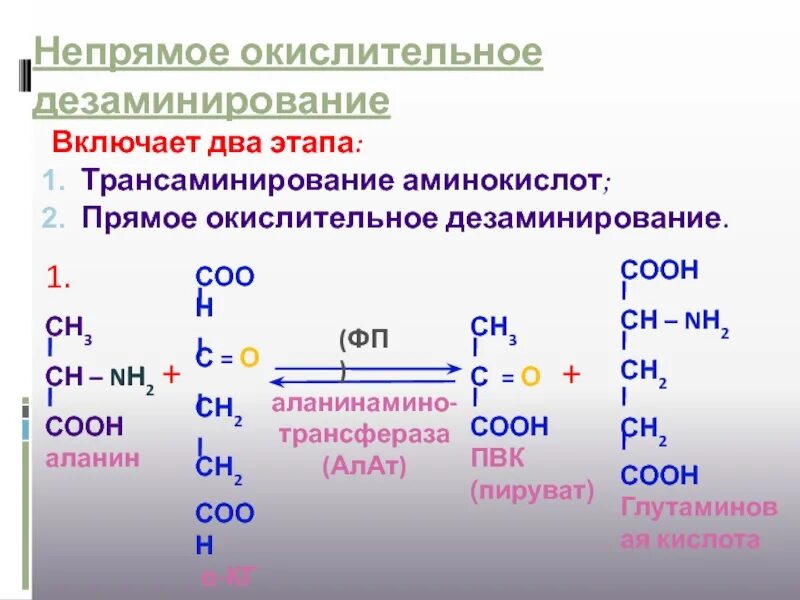 Непрямое окислительное дезаминирование