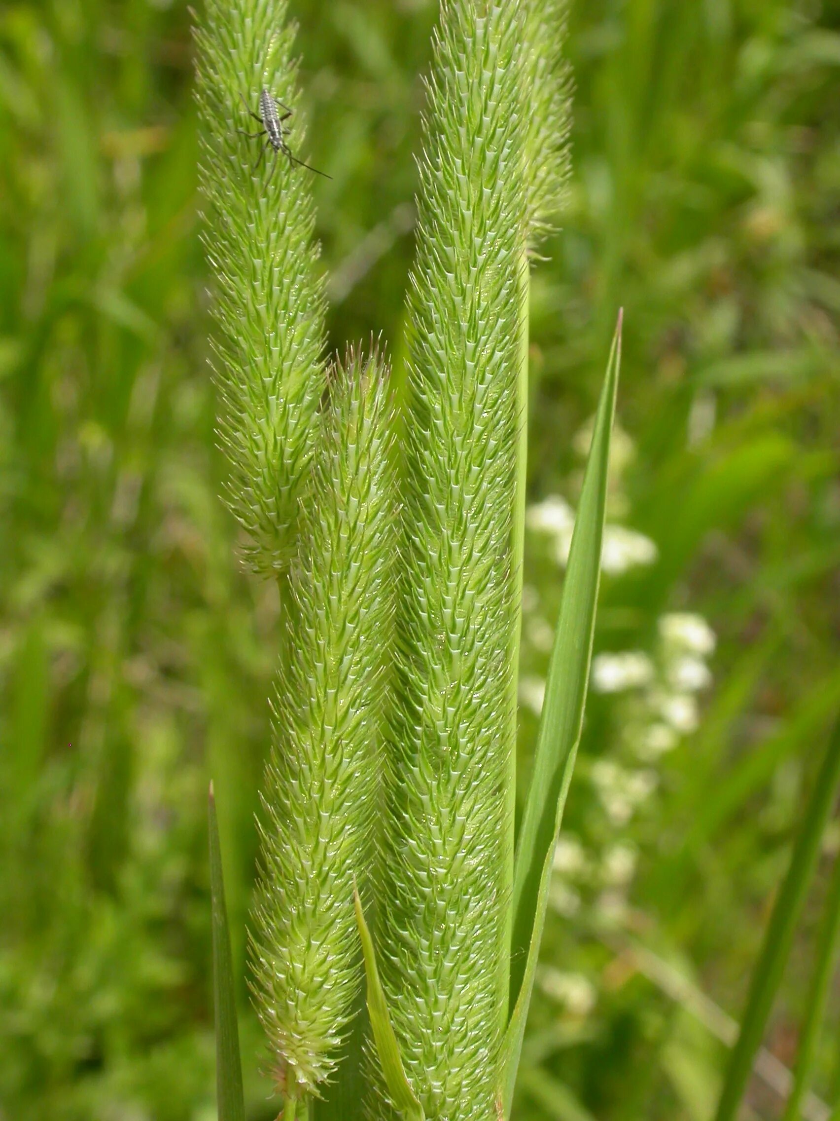 Тимофеевка (Phleum). Тимофеевка Степная (Phleum phleoides). Растение Тимофеевка Луговая. Лисохвост Луговой (Alopecurus pratensis).. Как выглядит тимофеевка