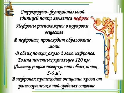 Моча у человека образуется в