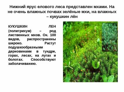 Мох ярус
