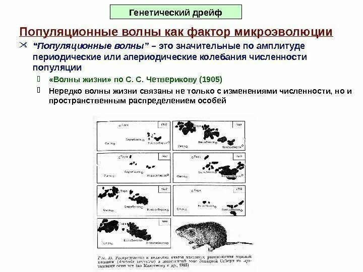 Генетические изменения популяции. Популяционные волны, "волны жизни"(с. с. Четвериков) -. Волны жизни популяционные волны. Четвериков популяционные волны. Популяционные волны это в биологии.