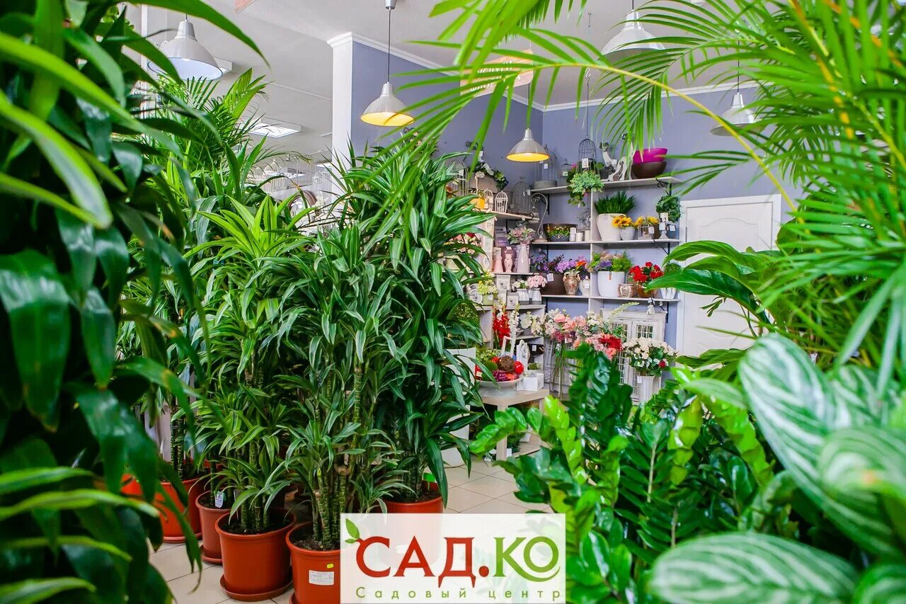 Фиалка магазин цветов иваново. Цветочный магазин комнатных цветов. Фото парк магазин искусственных. Комнатные растения магазин ростов. Клумба тула щёкинское шоссе.