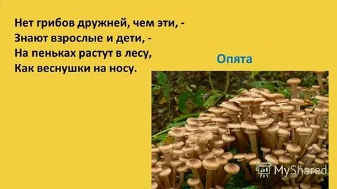 Грибы дружный народ сколько однокоренных слов