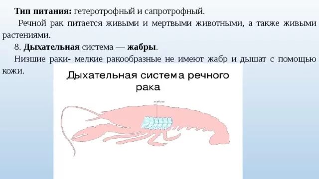 Ракообразные Фотография 15 из 41 ВКонтакте