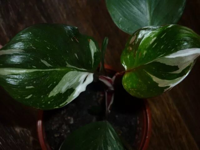 Филодендрон white princess. Филодендрон white wizard. Филодендрон визард. Филодендрон white knight. Филодендрон white wizard.