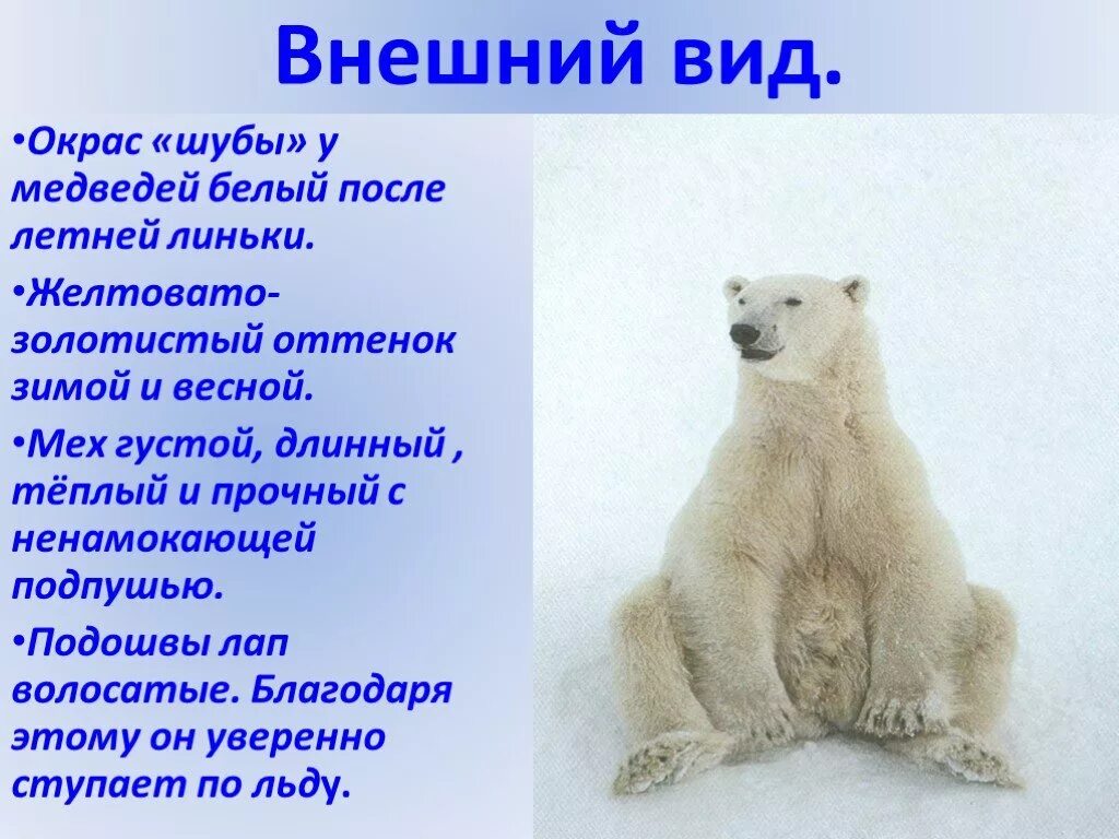 Текст белый медведь 4 класс. Доклад про полярного медведя. Внешний вид белого медведя. Белый медведь презентация. Презентация на тему белый медведь.