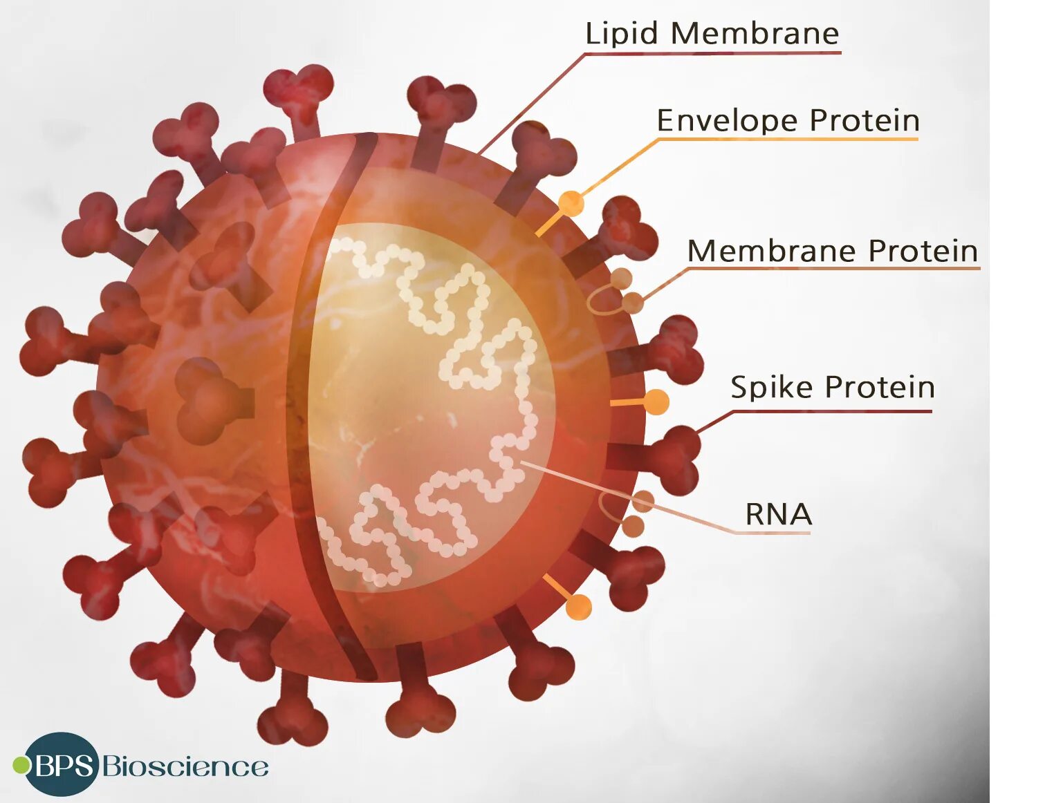 Строение коронавируса Covid-19. Coronavirus Covid 19 structure. Структура коронавируса Covid 19. Коронавирус SARS-cov-2. Коронавирус ру