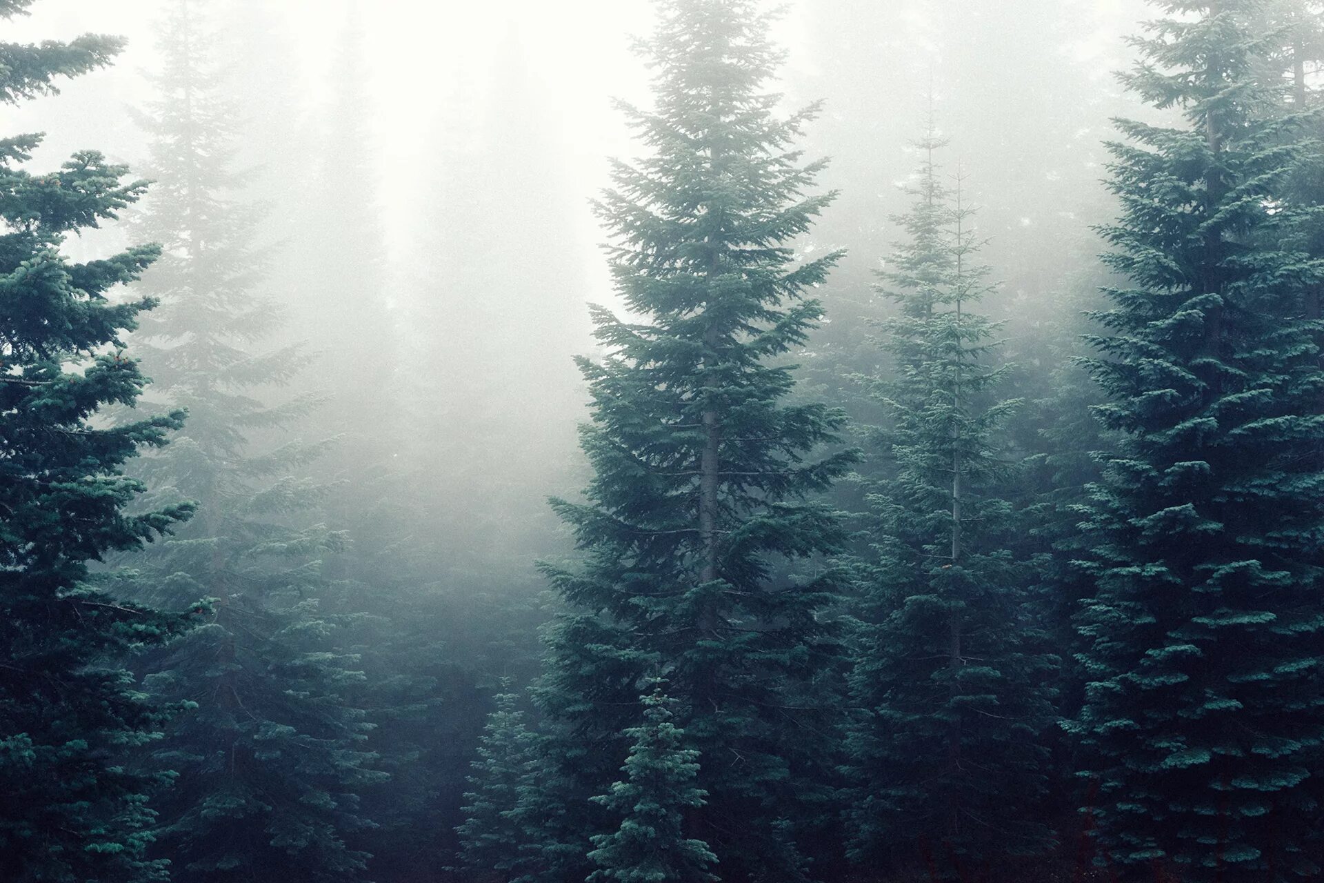 Хвойный фон. Труднопроходимый хвойный лес. Лес в тумане. Еловый лес. Хвойный лес в тумане.