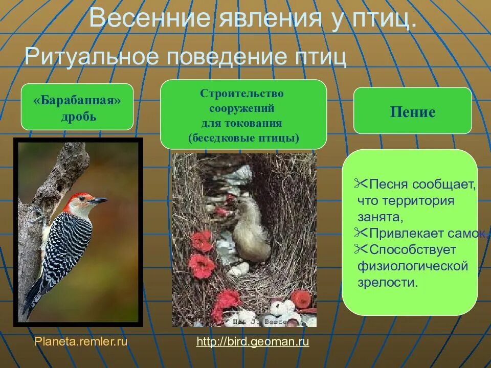 Сезонная жизнь животных