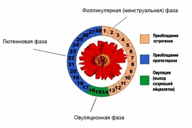 Фазы менструационного цикла лютеиновая фаза. Фазы менструационного цикла фолликулярная овуляторная лютеиновая. Фазы цикла у женщин по дням схема фолликулярная. 3 День менструационного цикла какая фаза.