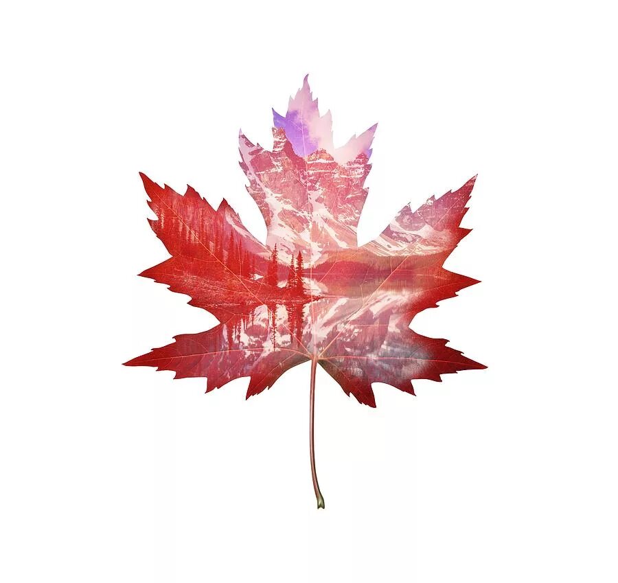 Лист стран. Герб киева каштан. Лист стран. Лист стран. Название листьев.