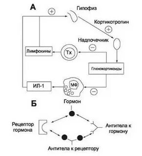 Лимфокины