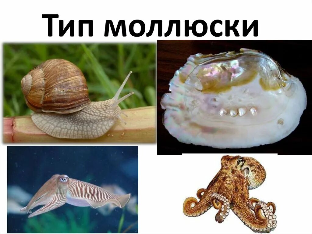 Тип моллюски. Моллюски примеры. Тип моллюски презентация. Тип моллюски представители.