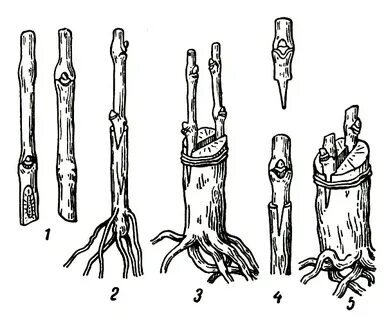 Прививка 3 4
