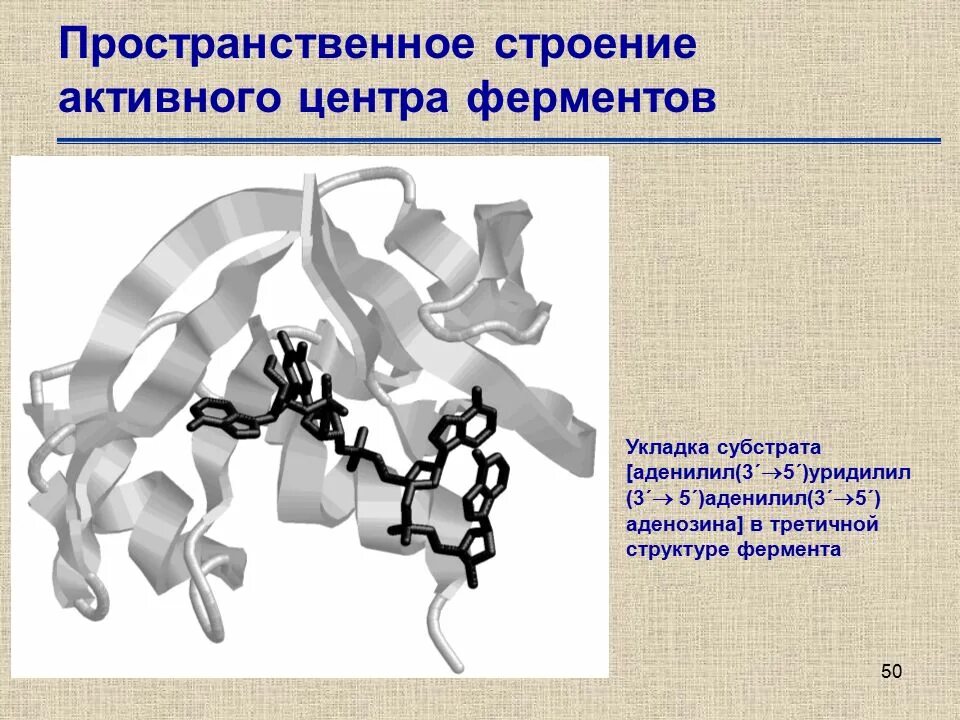 Особенности строения ферментов. Простые и сложные ферменты биохимия. Где содержатся ферменты в клетках. Химическое строение ферментов. Структура белков ферментов.
