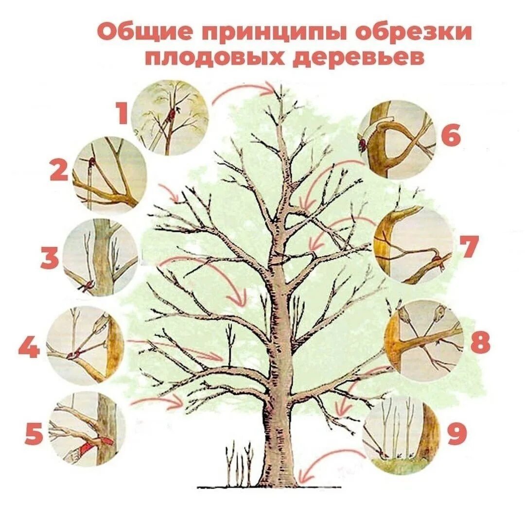 Почему растут ветки. Обрезка плодовых деревьев весной яблони. Схема обрезки плодовых деревьев. Обрезка плодовых деревьев осенью схема. Весенняя обрезка плодовых деревьев схема.