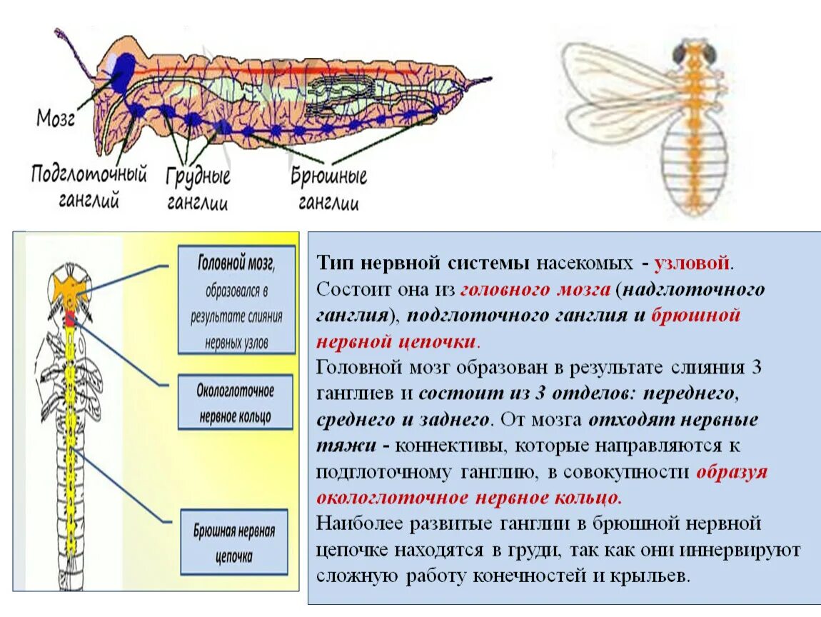 Строение нервной системы насекомых. Биология 7 класс класс насекомые нервная система. Строение нервной системы насекомого 7 класс биология. Нервная система узлового типа у насекомых.