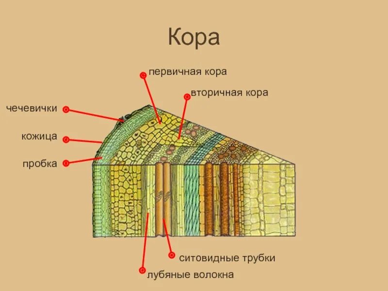 Какие клетки входят в состав коры