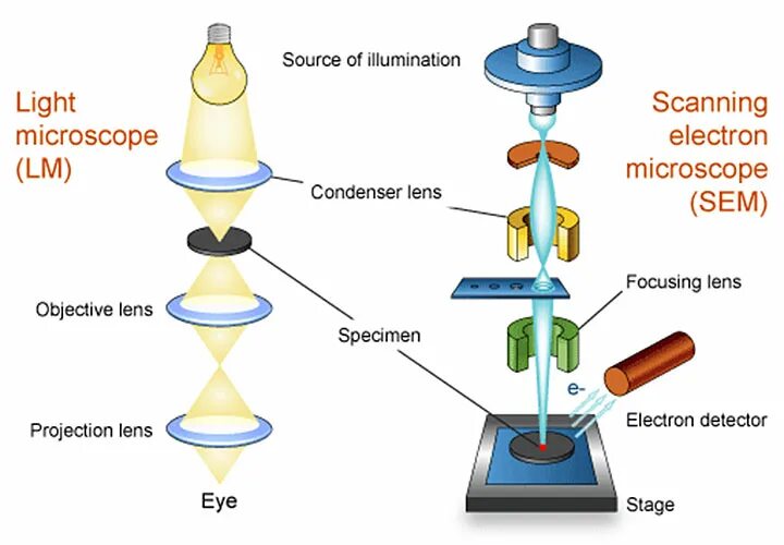 Scanning microscope. Scanning electron microscope микроскоп. строение сканирующего электронного микроскопа. scanning electron microscopy. сканирующий электронный микроскоп в разрезе.